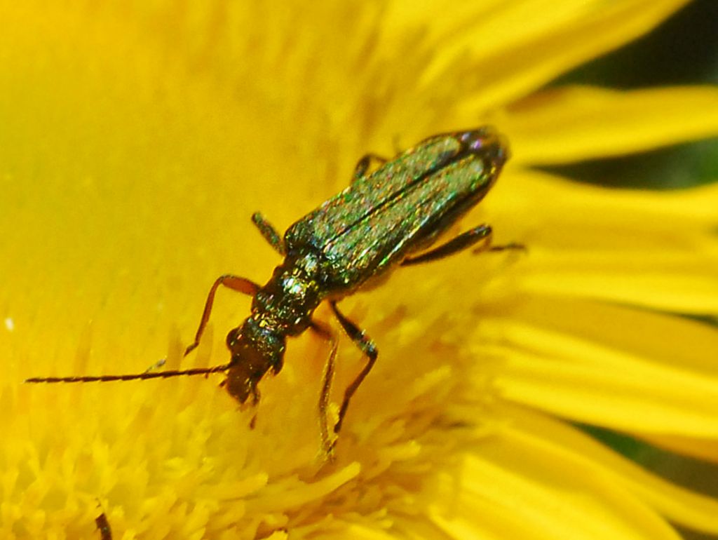 Oedemeridae: femmina di Oedemera flavipes